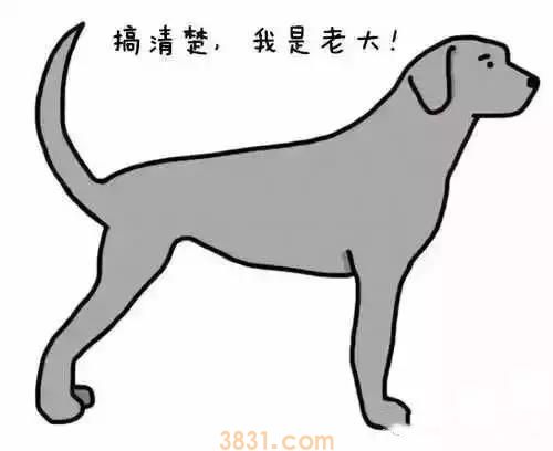 狗狗摆尾巴隐藏的含义 你真的读懂了吗?(图1)