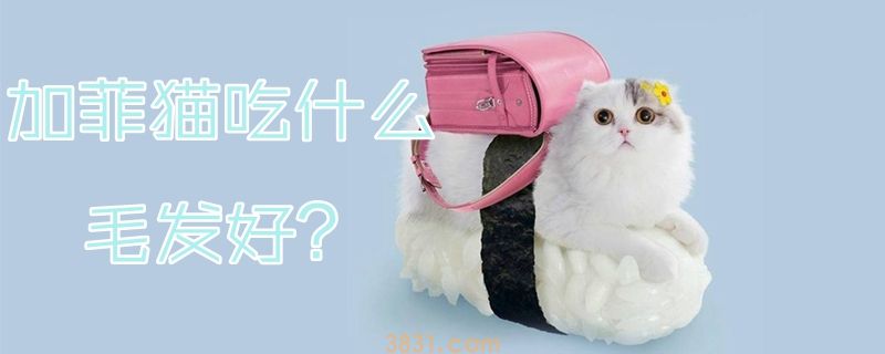 加菲猫吃什么毛发好(图1)