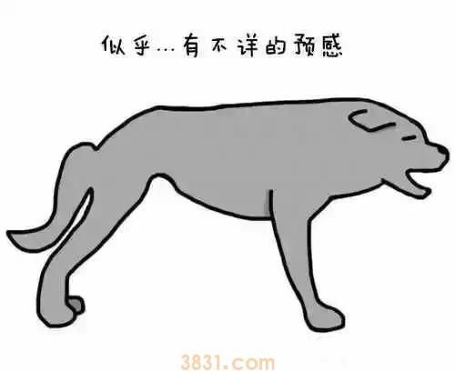 狗狗摆尾巴隐藏的含义 你真的读懂了吗?(图4)