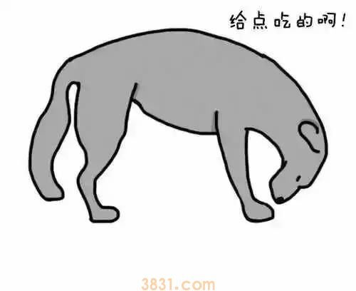 狗狗摆尾巴隐藏的含义 你真的读懂了吗?(图5)