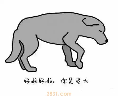狗狗摆尾巴隐藏的含义 你真的读懂了吗?(图6)