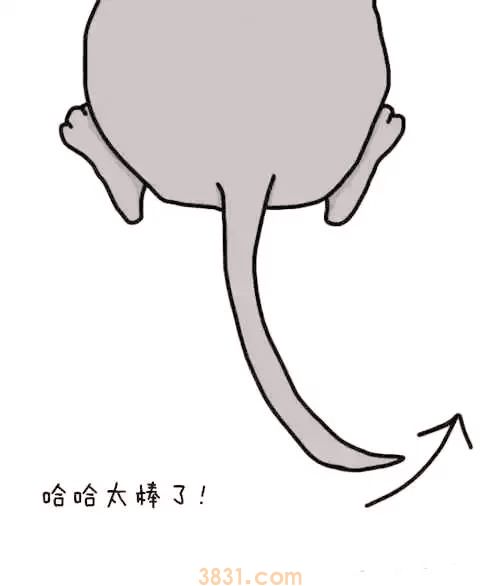 狗狗摆尾巴隐藏的含义 你真的读懂了吗?(图7)