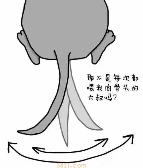 狗狗摆尾巴隐藏的含义 你真的读懂了吗?(图9)