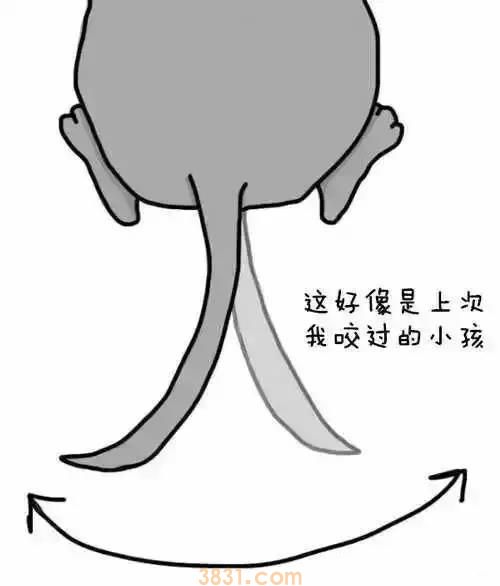 狗狗摆尾巴隐藏的含义 你真的读懂了吗?(图10)