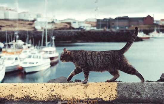 流浪猫的耳朵有豁口 流浪猫耳朵有缺口并不是因为虐待(图1)