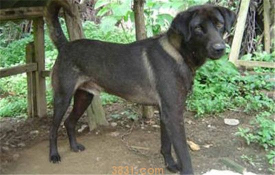 青川犬是什么 青川犬狩猎本领一流(图2)