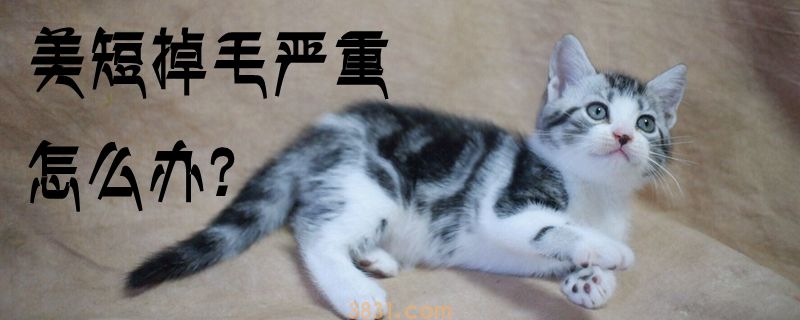 美短掉毛严重怎么办(图1)