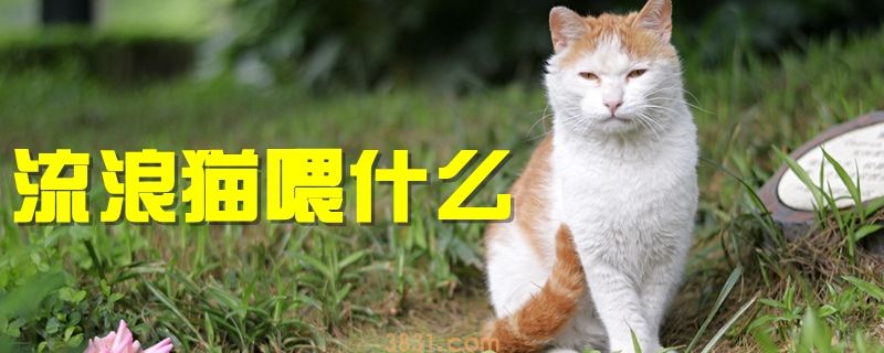 流浪猫喂什么(图1)