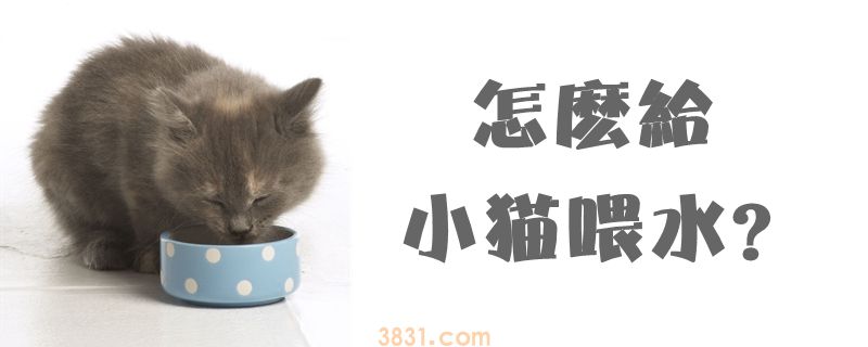 怎么给小猫喂水(图1)