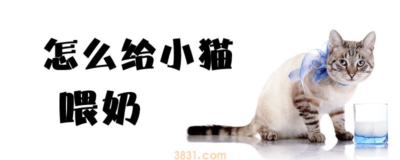 怎么给小猫喂奶(图1)