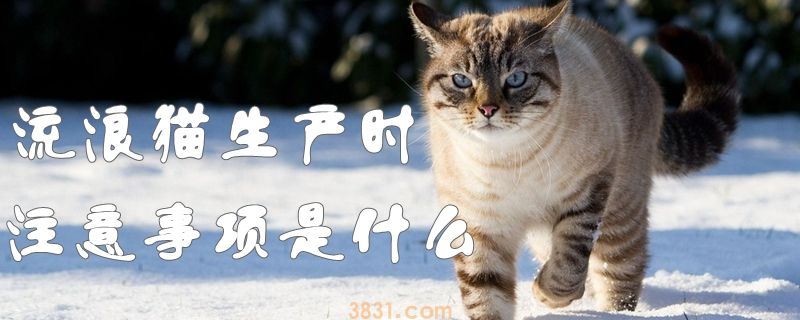 流浪猫生产时注意事项是什么(图1)