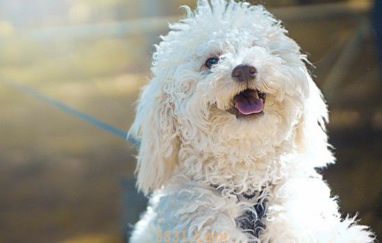 种母犬如何挑选? 母犬挑选也有讲究(图1)