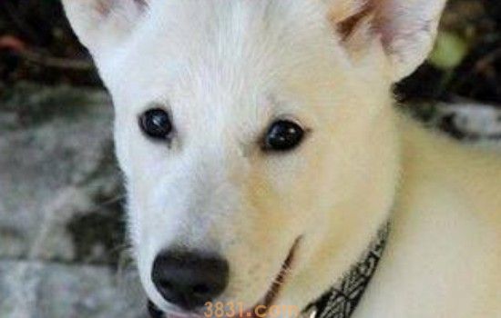 怎么选择配种的公犬 这几点要求可以看看(图1)