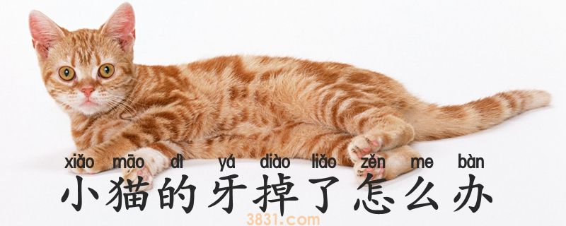 小猫的牙掉了怎么办(图1)