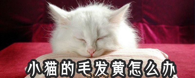 小猫的毛发黄怎么办(图1)
