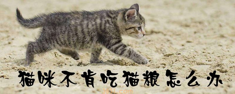 猫咪不肯吃猫粮怎么办(图1)