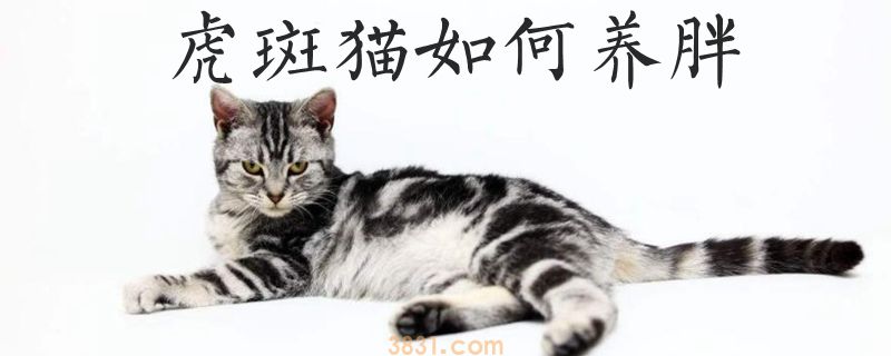虎斑猫如何养胖(图1)