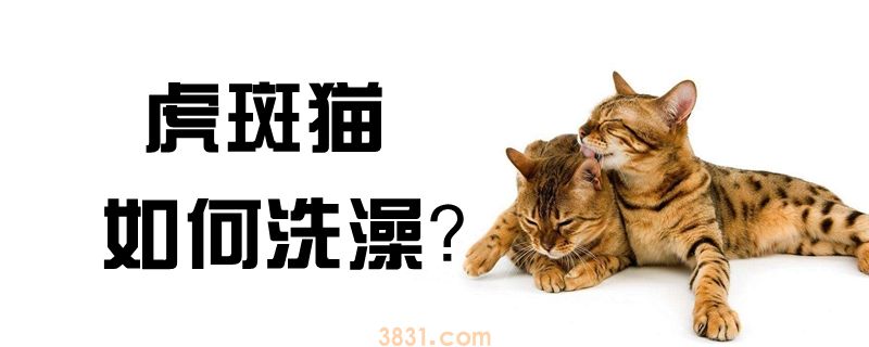 虎斑猫如何洗澡(图1)