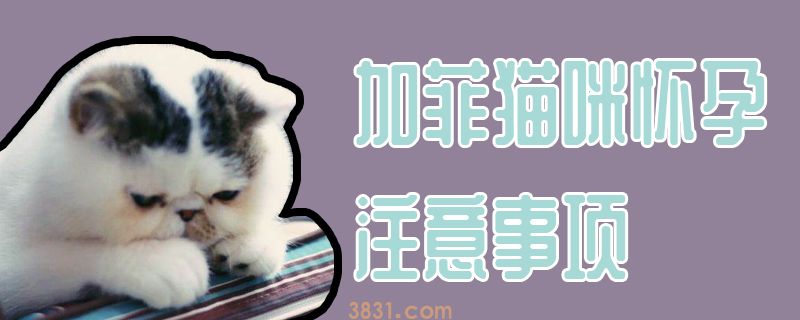 加菲猫咪怀孕注意事项(图1)