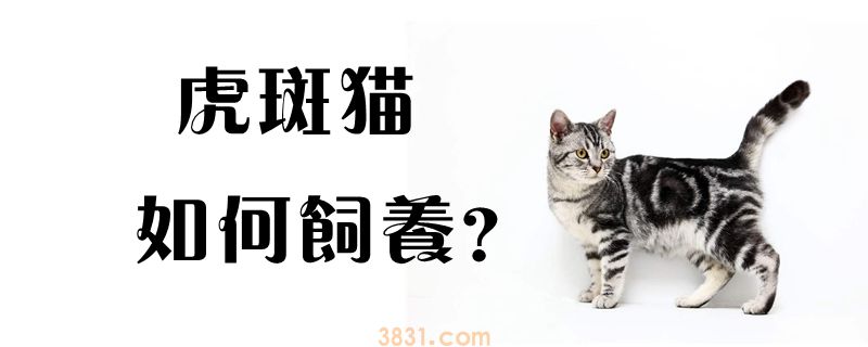 虎斑猫如何饲养(图1)