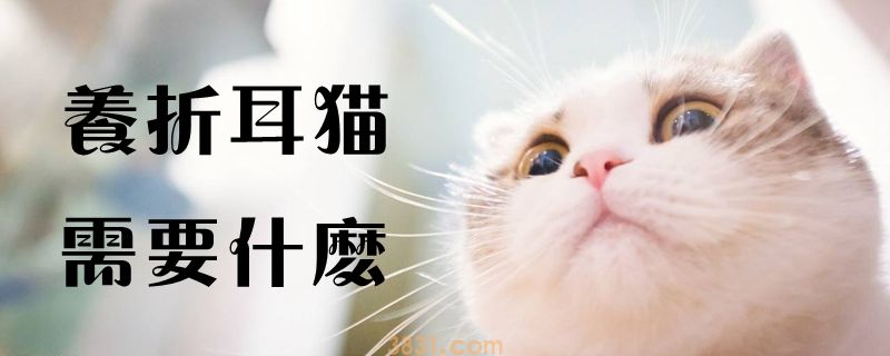 养折耳猫需要什么(图1)