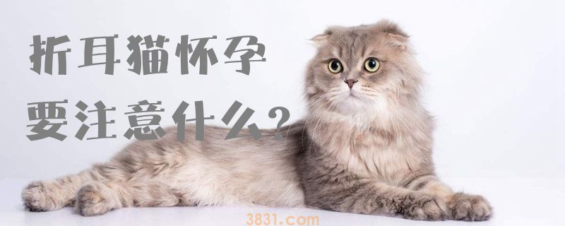 折耳猫怀孕要注意什么(图1)
