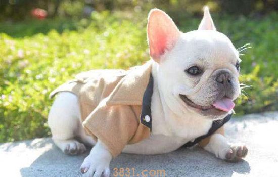 法斗犬的优缺点 养法斗前先接受它这些缺点(图1)