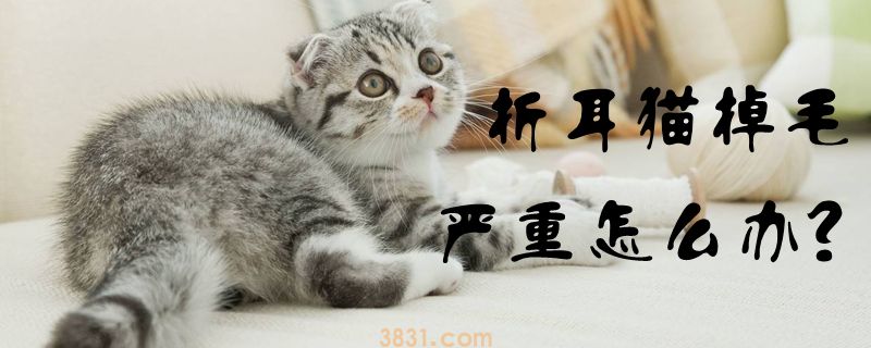 折耳猫掉毛严重怎么办(图1)