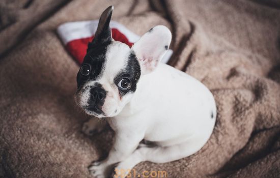 法斗犬的优缺点 养法斗前先接受它这些缺点(图2)