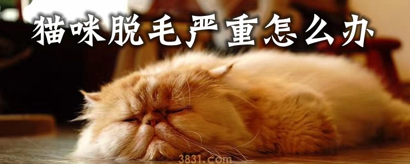 猫咪脱毛严重怎么办(图1)
