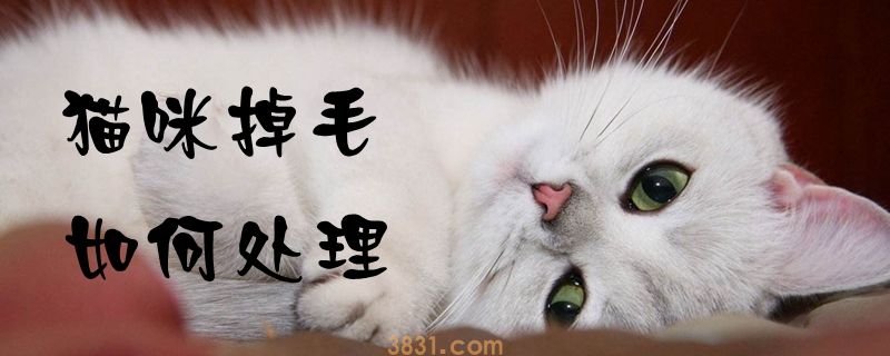 猫咪掉毛如何处理(图1)