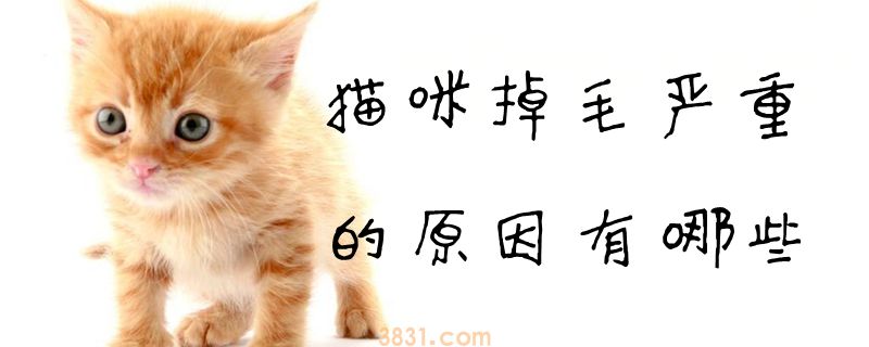 猫咪掉毛严重的原因有哪些(图1)