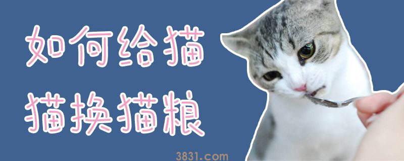 如何给猫猫换猫粮(图1)
