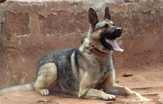 昆明犬是什么 昆明犬是我国的军犬之王(图1)