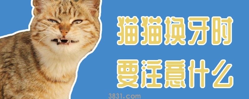 猫猫换牙时要注意什么(图1)