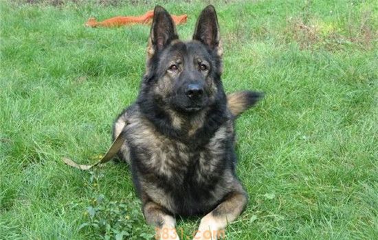 昆明犬是什么 昆明犬是我国的军犬之王(图2)