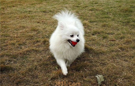 买博美犬怎么挑选  什么样的博美不建议购买(图1)