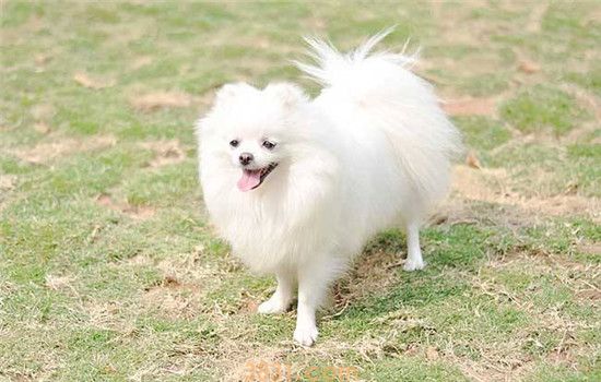 买博美犬怎么挑选  什么样的博美不建议购买(图2)