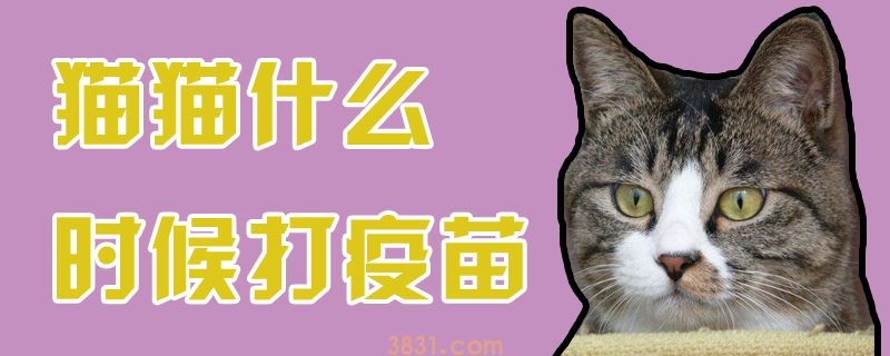 猫猫什么时候打疫苗(图1)