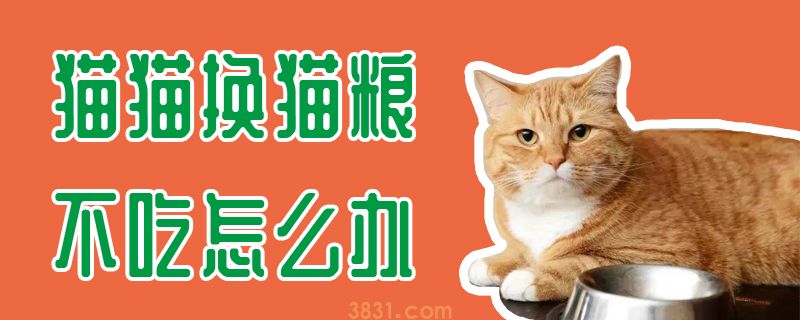 猫猫换猫粮不吃怎么办(图1)