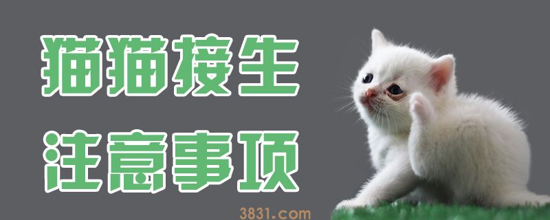 猫猫接生注意事项(图1)