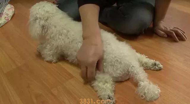 狗狗直立行走好吗 一定要狗狗瘫痪你才能意识到吗(图2)