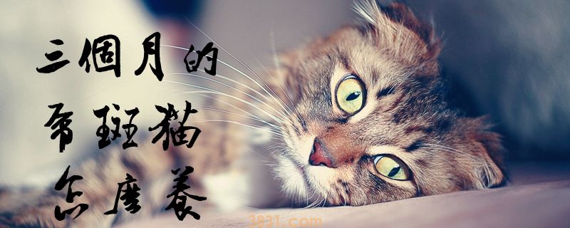 三个月的虎斑猫怎么养(图1)
