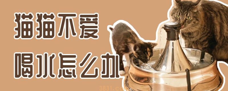 猫猫不爱喝水怎么办(图1)
