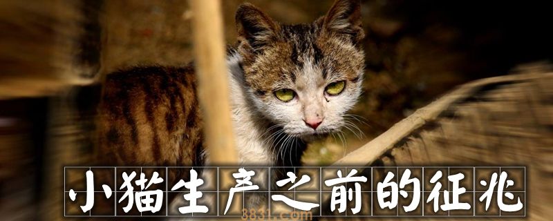 小猫生产之前的征兆有哪些(图1)