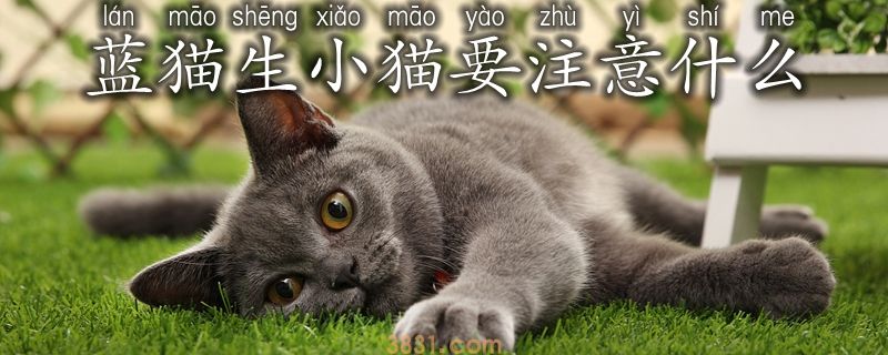 蓝猫生小猫要注意什么(图1)