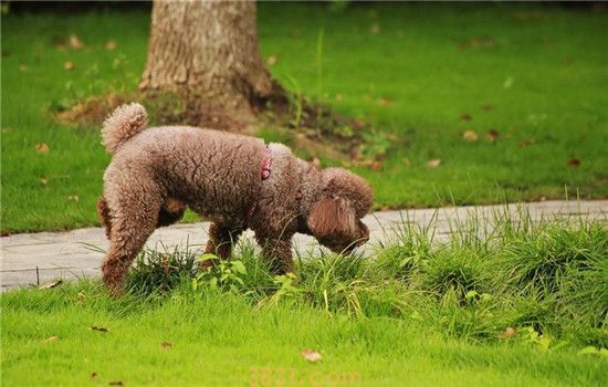 最爱记仇的三种狗 小型犬的心眼都这么小的咩(图1)