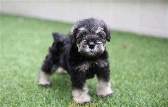 最爱记仇的三种狗 小型犬的心眼都这么小的咩(图2)