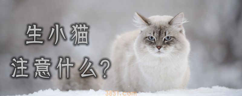 生小猫注意什么(图1)