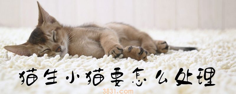 猫生小猫要怎么处理(图1)